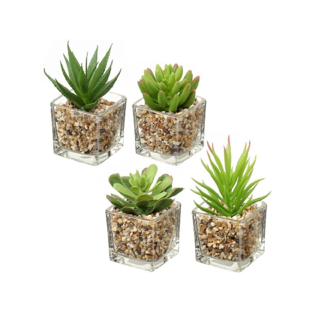SUCULENTA ART. C/POTE 4 SURT 5