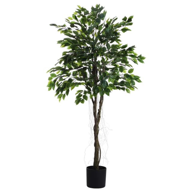 FICUS C/POTE